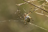 Ime datoteke: osasta~1.jpg
Velikost datoteke: 319kB
Dimenzija: 1021x681
Datum objave: 9. september 2020 osasta~1.jpg
