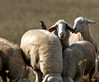 ovce in .jpg