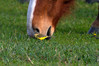 Ime datoteke: pastirica~4.jpg
Velikost datoteke: 314kB
Dimenzija: 960x640
Datum objave: 3. april 2016 pastirica~4.jpg
