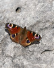 Ime datoteke: pavlinek~3.jpg
Velikost datoteke: 319kB
Dimenzija: 720x900
Datum objave: 26. februar 2019 pavlinek~3.jpg