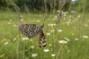 Ime datoteke: pisanek~1.jpg
Velikost datoteke: 312kB
Dimenzija: 1000x666
Datum objave: 31. maj 2019 pisanek~1.jpg