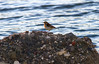 Ime datoteke: vriskarica~0.jpg
Velikost datoteke: 241kB
Dimenzija: 900x579
Datum objave: 4. december 2012 vriskarica~0.jpg
