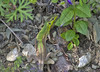 Ime datoteke: zelenko~0.jpg
Velikost datoteke: 256kB
Dimenzija: 900x650
Datum objave: 20. maj 2013 zelenko~0.jpg