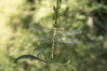 Ime datoteke: zelenomodra deva~0.jpg
Velikost datoteke: 319kB
Dimenzija: 900x600
Datum objave: 23. september 2020 zelenomodra deva~0.jpg