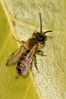 Andrena sp..jpg