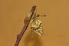 Ime datoteke: IMG_0044~0.jpg
Velikost datoteke: 242kB
Dimenzija: 1000x667
Datum objave: 8. maj 2017 IMG_0044~0.jpg