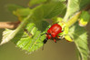 Ime datoteke: IMG_1523~0.jpg
Velikost datoteke: 250kB
Dimenzija: 900x600
Datum objave: 13. maj 2018 IMG_1523~0.jpg