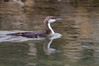 Ime datoteke: IMG_3144~0.jpg
Velikost datoteke: 191kB
Dimenzija: 900x600
Datum objave: 3. september 2018 IMG_3144~0.jpg