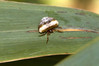 Ime datoteke: IMG_5820~0.jpg
Velikost datoteke: 256kB
Dimenzija: 900x600
Datum objave: 5. september 2019 IMG_5820~0.jpg