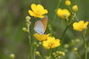 Ime datoteke: IMG_6708~0.jpg
Velikost datoteke: 162kB
Dimenzija: 900x600
Datum objave: 17. maj 2020 IMG_6708~0.jpg