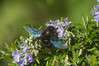 Ime datoteke: IMG_8159~0.jpg
Velikost datoteke: 294kB
Dimenzija: 900x600
Datum objave: 7. oktober 2017 IMG_8159~0.jpg