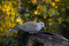 Ime datoteke: IMG_9051~0.jpg
Velikost datoteke: 211kB
Dimenzija: 900x600
Datum objave: 30. december 2019 IMG_9051~0.jpg