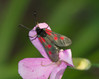 Ime datoteke: Zygaena~0.jpg
Velikost datoteke: 213kB
Dimenzija: 900x719
Datum objave: 2. julij 2016 Zygaena~0.jpg