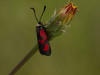 Ime datoteke: Zygaena~1.jpg
Velikost datoteke: 112kB
Dimenzija: 900x675
Datum objave: 25. maj 2017 Zygaena~1.jpg