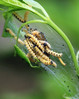 glogova gosenica.jpg