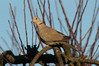 Ime datoteke: grlica~0.jpg
Velikost datoteke: 125kB
Dimenzija: 900x600
Datum objave: 8. januar 2012 grlica~0.jpg