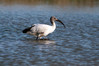 ibis I.jpg