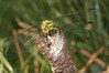 Ime datoteke: k.pastirji~4.jpg
Velikost datoteke: 290kB
Dimenzija: 800x533
Datum objave: 13. september 2012 k.pastirji~4.jpg