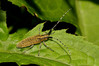 Ime datoteke: kozlicek~4.jpg
Velikost datoteke: 222kB
Dimenzija: 800x533
Datum objave: 31. maj 2014 kozlicek~4.jpg