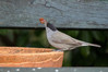 Ime datoteke: krm.~1.jpg
Velikost datoteke: 219kB
Dimenzija: 800x533
Datum objave: 3. april 2013 krm.~1.jpg