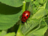 Ime datoteke: lucernov l~0.jpg
Velikost datoteke: 181kB
Dimenzija: 850x638
Datum objave: 10. april 2018 lucernov l~0.jpg
