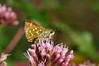 metulji (2)~6.jpg