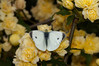 metulji (3)~3.jpg