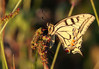metulji~2.jpg