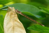 Ime datoteke: pastirji~8.jpg
Velikost datoteke: 188kB
Dimenzija: 900x600
Datum objave: 14. julij 2012 pastirji~8.jpg