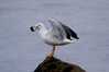 Ime datoteke: rumenonogi g.~0.jpg
Velikost datoteke: 66kB
Dimenzija: 900x600
Datum objave: 23. november 2011 rumenonogi g.~0.jpg