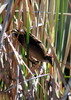Ime datoteke: tukalica~0.jpg
Velikost datoteke: 204kB
Dimenzija: 575x806
Datum objave: 13. april 2011 tukalica~0.jpg