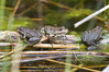 Ime datoteke: zatok~4.jpg
Velikost datoteke: 220kB
Dimenzija: 800x533
Datum objave: 11. april 2013 zatok~4.jpg