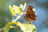 Ime datoteke: DSC_0434_resize~0.jpg
Velikost datoteke: 168kB
Dimenzija: 950x634
Datum objave: 4. oktober 2018 DSC_0434_resize~0.jpg