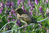 Ime datoteke: DSC_2832_resize~0.jpg
Velikost datoteke: 176kB
Dimenzija: 850x565
Datum objave: 24. maj 2017 DSC_2832_resize~0.jpg