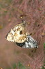 Ime datoteke: DSC_6144_resize~0.jpg
Velikost datoteke: 166kB
Dimenzija: 530x800
Datum objave: 23. junij 2016 DSC_6144_resize~0.jpg