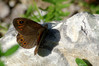 Ime datoteke: IMGP1820~0.JPG
Velikost datoteke: 174kB
Dimenzija: 800x535
Datum objave: 11. avgust 2012 IMGP1820~0.JPG