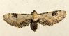 Eupithecia-centaureata-01.jpg