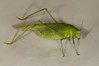 Phaneroptera-falcata-02.jpg
