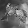 cb-passer-sparrow-001-fn.jpg