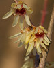 chimonanthus-praecos-zgodnji-zimski-cvet-calycanthaceae-blagoduhovke.jpg