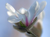 magnolia-kobus-kobusi-magnolija-magnoliaceae-09.jpg
