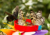 metulji.jpg