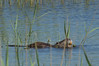 Ime datoteke: nutrija-06~0.jpg
Velikost datoteke: 282kB
Dimenzija: 900x600
Datum objave: 30. april 2012 nutrija-06~0.jpg