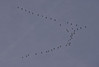 Ime datoteke: DSCN7771~0.JPG
Velikost datoteke: 55kB
Dimenzija: 800x539
Datum objave: 25. februar 2016 DSCN7771~0.JPG