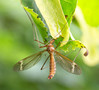 IMG_4491 Tipula fascipennis.jpg