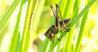 IMG_6852 Pholidoptera griseoaptera.jpg
