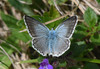 b metulji 2470.JPG
