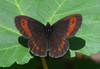 b metulji 2474.JPG
