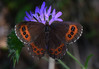 b metulji 2476.JPG