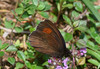 b metulji 2477.JPG